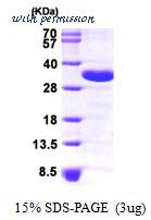 MyBioSource MBS203371 image 1
