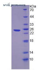 MyBioSource MBS2034259 image 2
