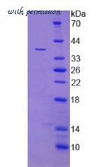 MyBioSource MBS2034345 image 1