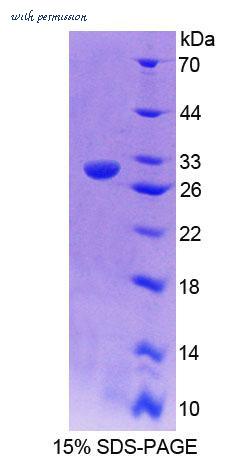 MyBioSource MBS2034389 image 1