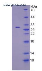 MyBioSource MBS2034409 image 2