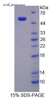 MyBioSource MBS2034499 image 2