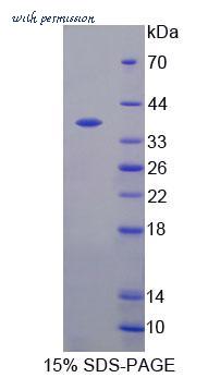 MyBioSource MBS2034506 image 1