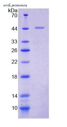 MyBioSource MBS2034545 image 1
