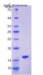 MyBioSource MBS2034567 image 2