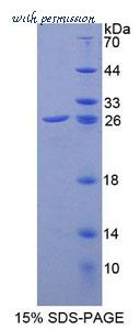 MyBioSource MBS2034592 image 1