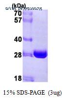 MyBioSource MBS203514 image 1