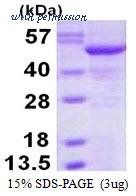 MyBioSource MBS204276 image 1