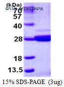 MyBioSource MBS204376 image 1