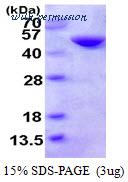 MyBioSource MBS204550 image 1