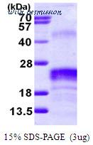 MyBioSource MBS204593 image 1