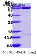 MyBioSource MBS204746 image 1