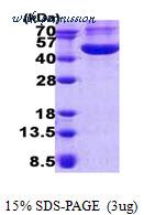 MyBioSource MBS205086 image 1