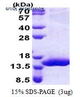 MyBioSource MBS205268 image 1