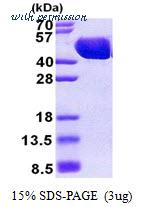 MyBioSource MBS205290 image 1