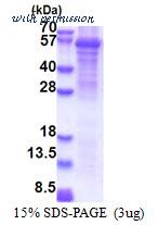 MyBioSource MBS205445 image 1