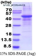 MyBioSource MBS205576 image 1