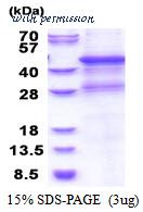MyBioSource MBS205583 image 1