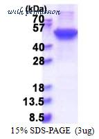MyBioSource MBS205760 image 1