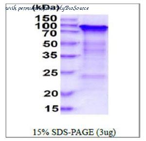 MyBioSource MBS205893 image 1