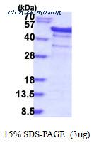MyBioSource MBS206015 image 1
