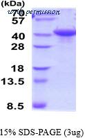 MyBioSource MBS206025 image 1