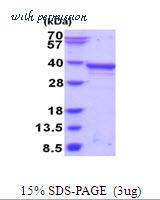 MyBioSource MBS206102 image 1