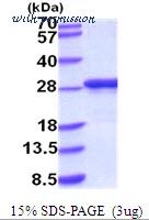 MyBioSource MBS206112 image 1