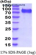MyBioSource MBS206171 image 1