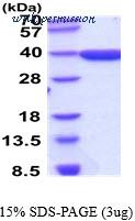 MyBioSource MBS206240 image 1