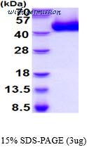 MyBioSource MBS206320 image 1