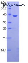 MyBioSource MBS2086086 image 3