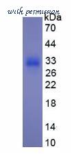 MyBioSource MBS2086718 image 1