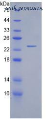 MyBioSource MBS2086836 image 2