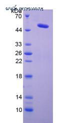 MyBioSource MBS2097305 image 2
