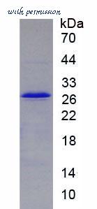 MyBioSource MBS2097526 image 2