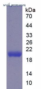 MyBioSource MBS2097595 image 1
