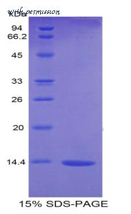 MyBioSource MBS2097616 image 2