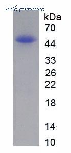 MyBioSource MBS2097708 image 1