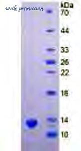 MyBioSource MBS2111462 image 3