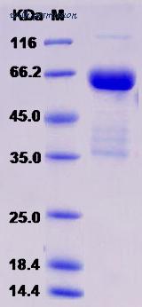 MyBioSource MBS2545268 image 1