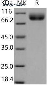 MyBioSource MBS2545601 image 1