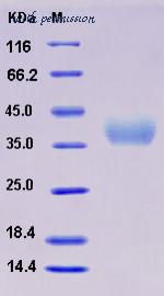 MyBioSource MBS2545695 image 1