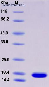 MyBioSource MBS2545742 image 1