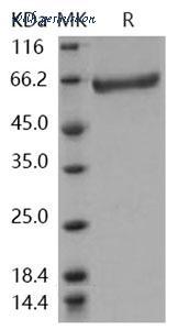 MyBioSource MBS2545766 image 1