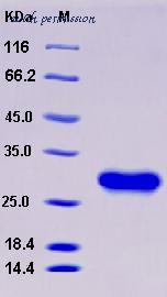 MyBioSource MBS2545773 image 1