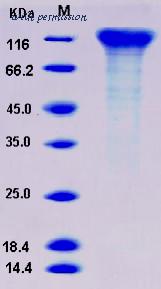 MyBioSource MBS2545870 image 1