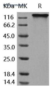 MyBioSource MBS2546301 image 1