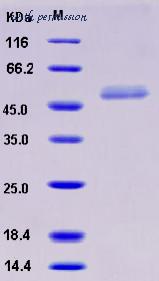 MyBioSource MBS2546316 image 1