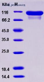 MyBioSource MBS2546418 image 1